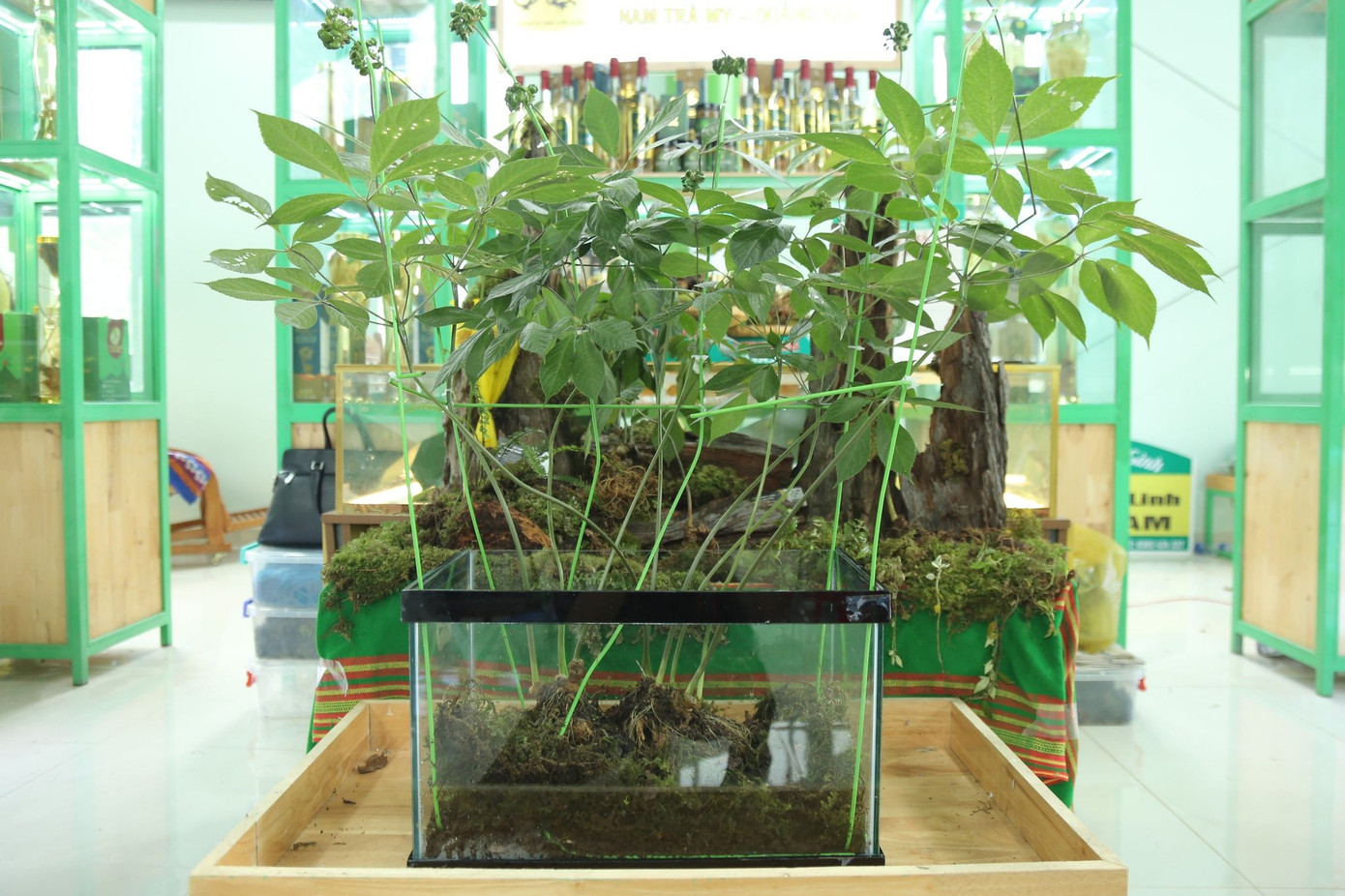 Cận cảnh cây sâm vừa được chốt giá khủng.