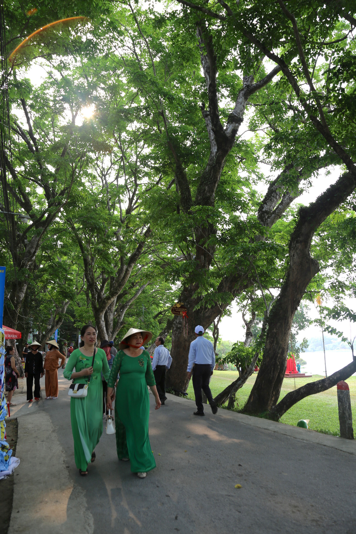 Cây giáng hương ấn tên thường gọi ở địa phương là cây sưa. Theo người dân trong làng, hàng sưa vàng chính là niềm tự hào của cộng đồng dân cư nơi đây. Trong quá trình lập đất, lập làng, để bảo vệ nhà cửa, làng mạc, giữ gìn hệ thống giao thông, các bậc tiền nhân đã trồng những gốc sưa vàng trước nhà, trong vườn, dọc bờ đê làng... Để giờ đây hai bên đường Làng Hương Trà nổi bật với hai hàng sưa xanh biếc, xum xuê. Cây giáng hương ấn tên thường gọi ở địa phương là cây sưa. Theo người dân trong làng, hàng sưa vàng chính là niềm tự hào của cộng đồng dân cư nơi đây. Trong quá trình lập đất, lập làng, để bảo vệ nhà cửa, làng mạc, giữ gìn hệ thống giao thông, các bậc tiền nhân đã trồng những gốc sưa vàng trước nhà, trong vườn, dọc bờ đê làng... Để giờ đây hai bên đường Làng Hương Trà nổi bật với hai hàng sưa xanh biếc, xum xuê.