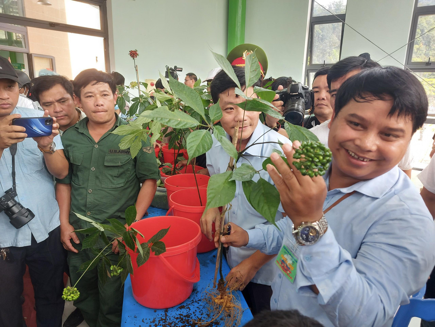 Tìm chọn những cây sâm đẹp nhất Tìm chọn những cây sâm đẹp nhất