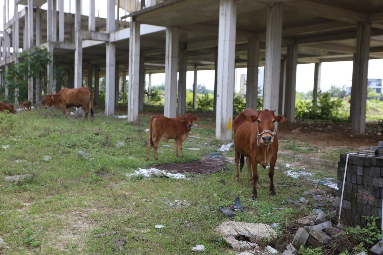 Khu đô thị kiểu mẫu thành nơi chăn thả bò.