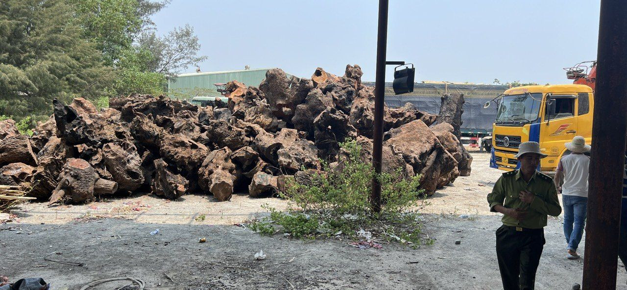 Lô gỗ xá xị có giá trị hơn 3 tỷ đồng Lô gỗ xá xị có giá trị hơn 3 tỷ đồng