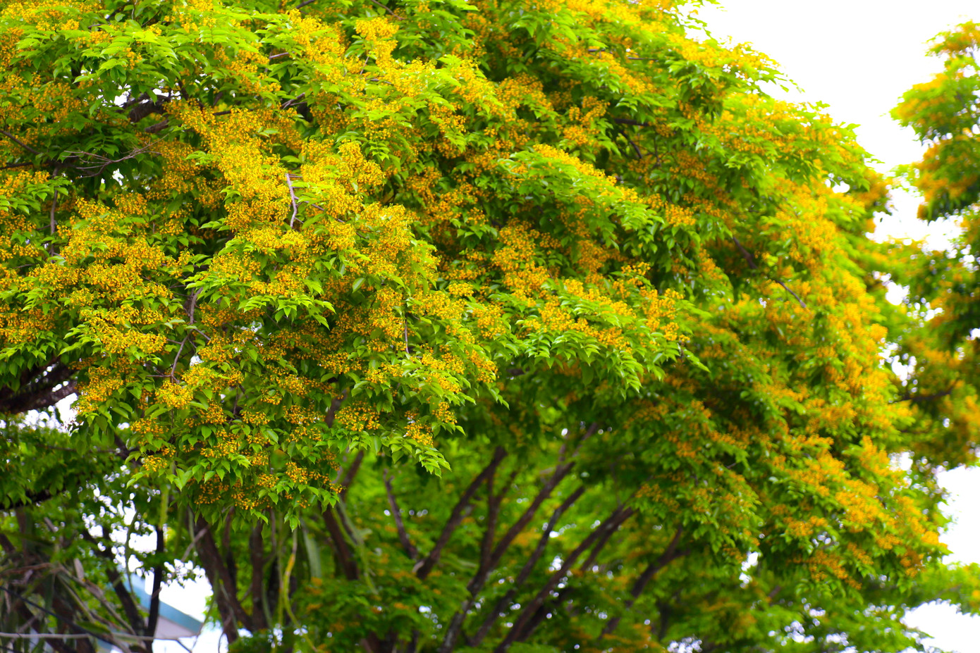 Tầng tầng, lớp lớp hoa sưa chen nhau khoe sắc. Tầng tầng, lớp lớp hoa sưa chen nhau khoe sắc.