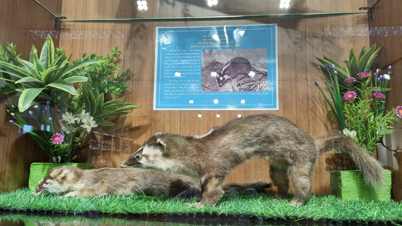 Bảo tàng hiện đã sưu tập, lưu giữ hơn 3.700 bức ảnh; hơn 1.200 mẫu vật, tiêu bản động, thực vật