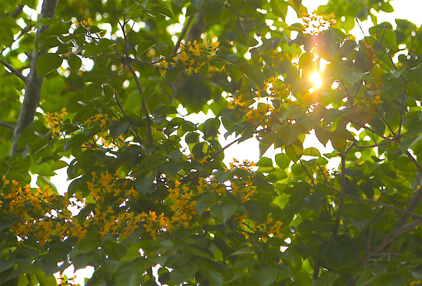 ... xen kẽ trong tán lá xanh mướt, lấp ló dưới giọt nắng vàng… ... xen kẽ trong tán lá xanh mướt, lấp ló dưới giọt nắng vàng…