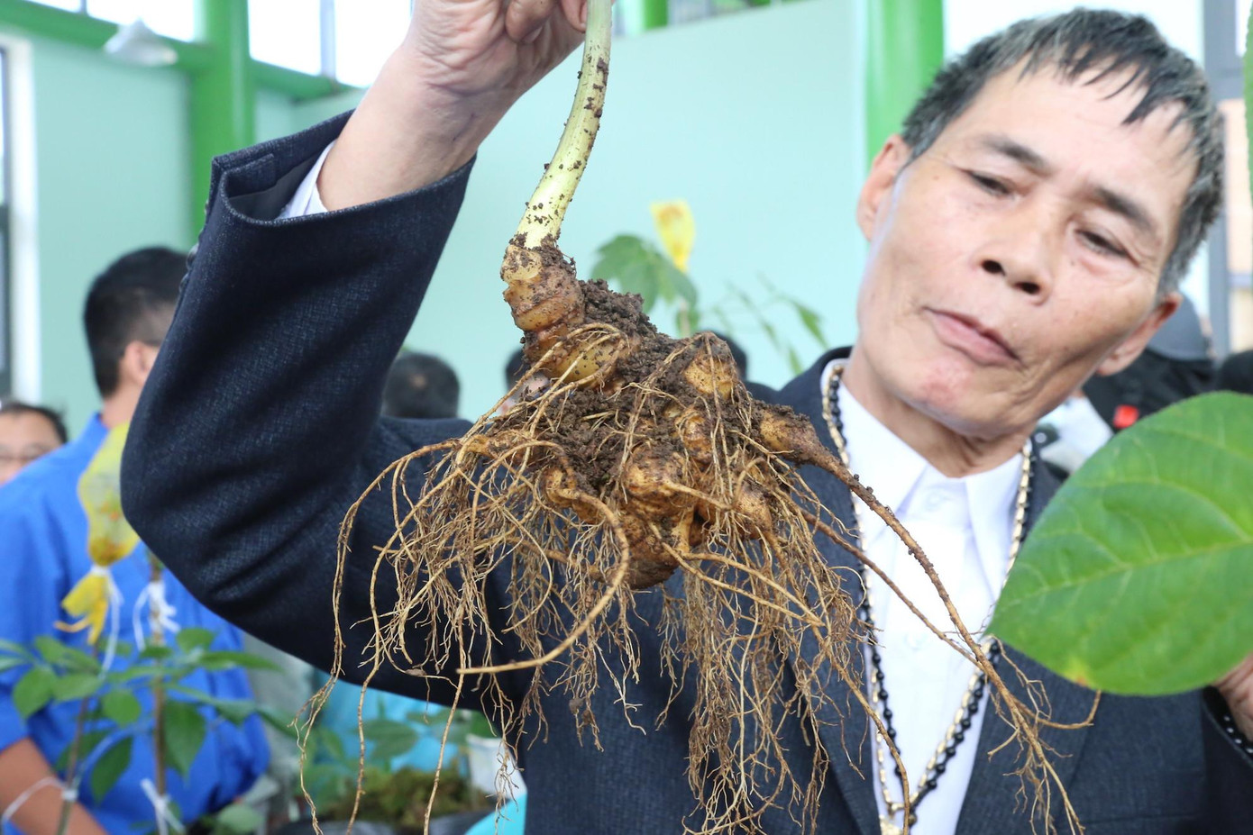 Những cây sâm Ngọc Linh đẹp nhất được người dân gùi tới dự thi. Ảnh H. Văn Những cây sâm Ngọc Linh đẹp nhất được người dân gùi tới dự thi. Ảnh H. Văn