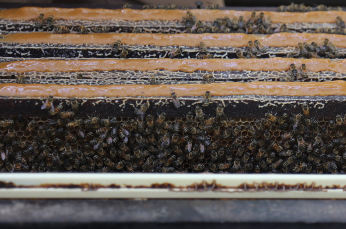 Cách đây 3 tháng, ông Hải đưa đàn ong lên xe tải đưa về khu rừng keo ở thôn 1 xã Tam Lãnh, huyện Phú Ninh, Quảng Nam.