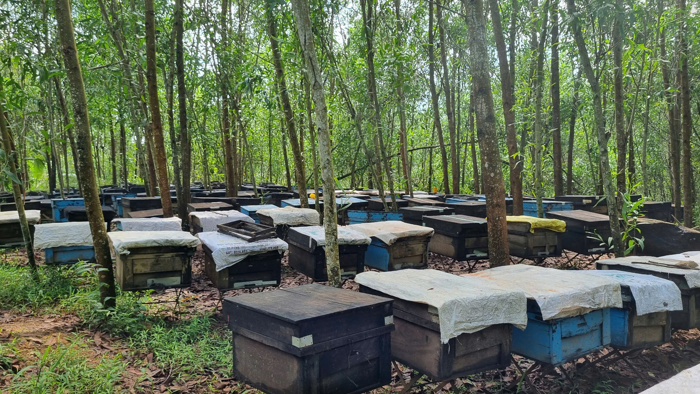 Cách đây 3 tháng, ông Hải đưa đàn ong lên xe tải đưa về khu rừng keo ở thôn 1 xã Tam Lãnh, huyện Phú Ninh, Quảng Nam.