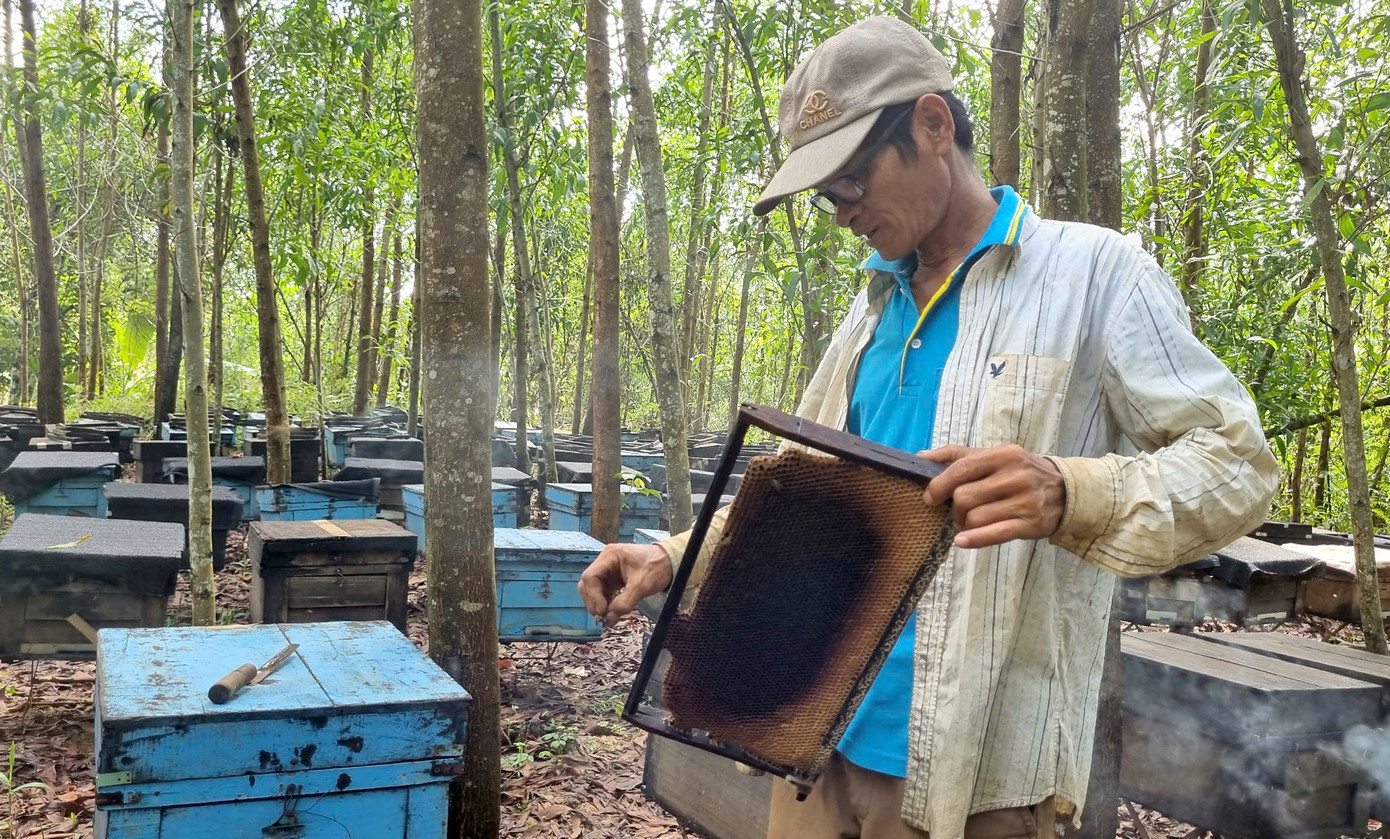 Cách đây 3 tháng, ông Hải đưa đàn ong lên xe tải đưa về khu rừng keo ở thôn 1 xã Tam Lãnh, huyện Phú Ninh, Quảng Nam.
