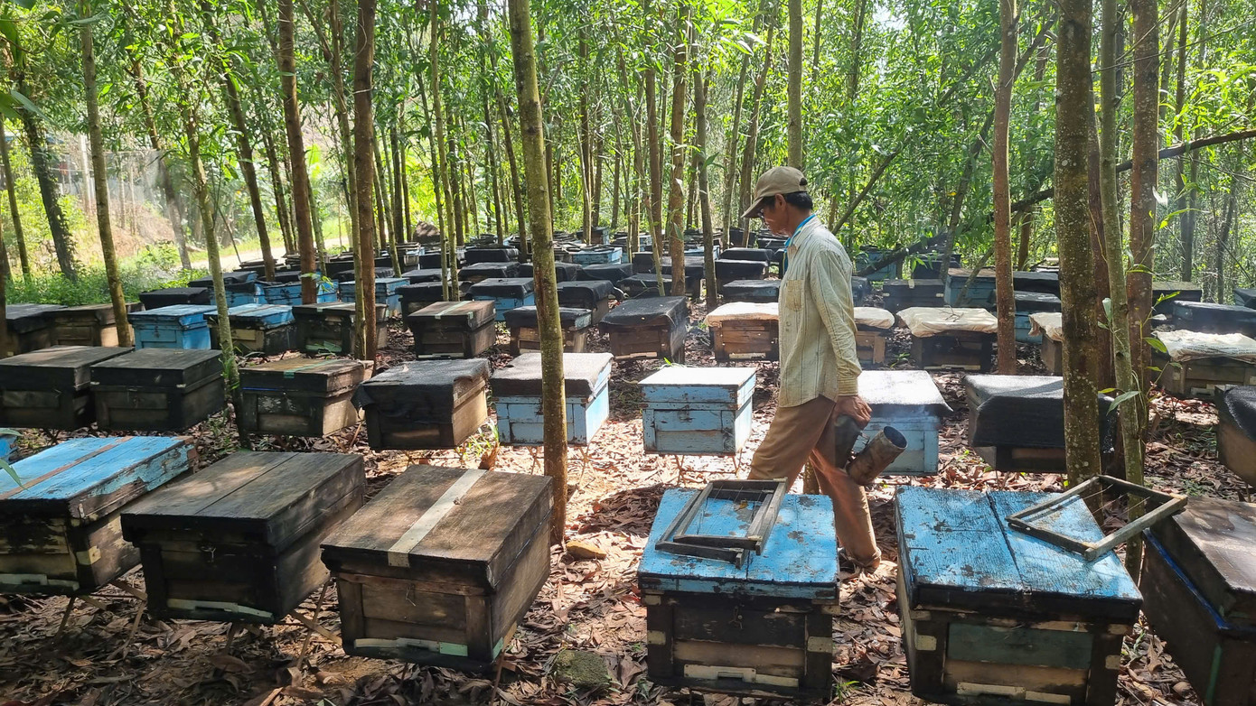 Đàn ong 200 tổ theo chủ nhân di chuyển 3 tỉnh trong năm. Mùa xuân khi hoa cà phê rộ thì ‘dựng trại” ở Đắk Lắk, rồi về Gia Lai lấy mật ong lá cao su, hết mùa cao su thì đưa ong về rừng keo ở Quảng Nam.