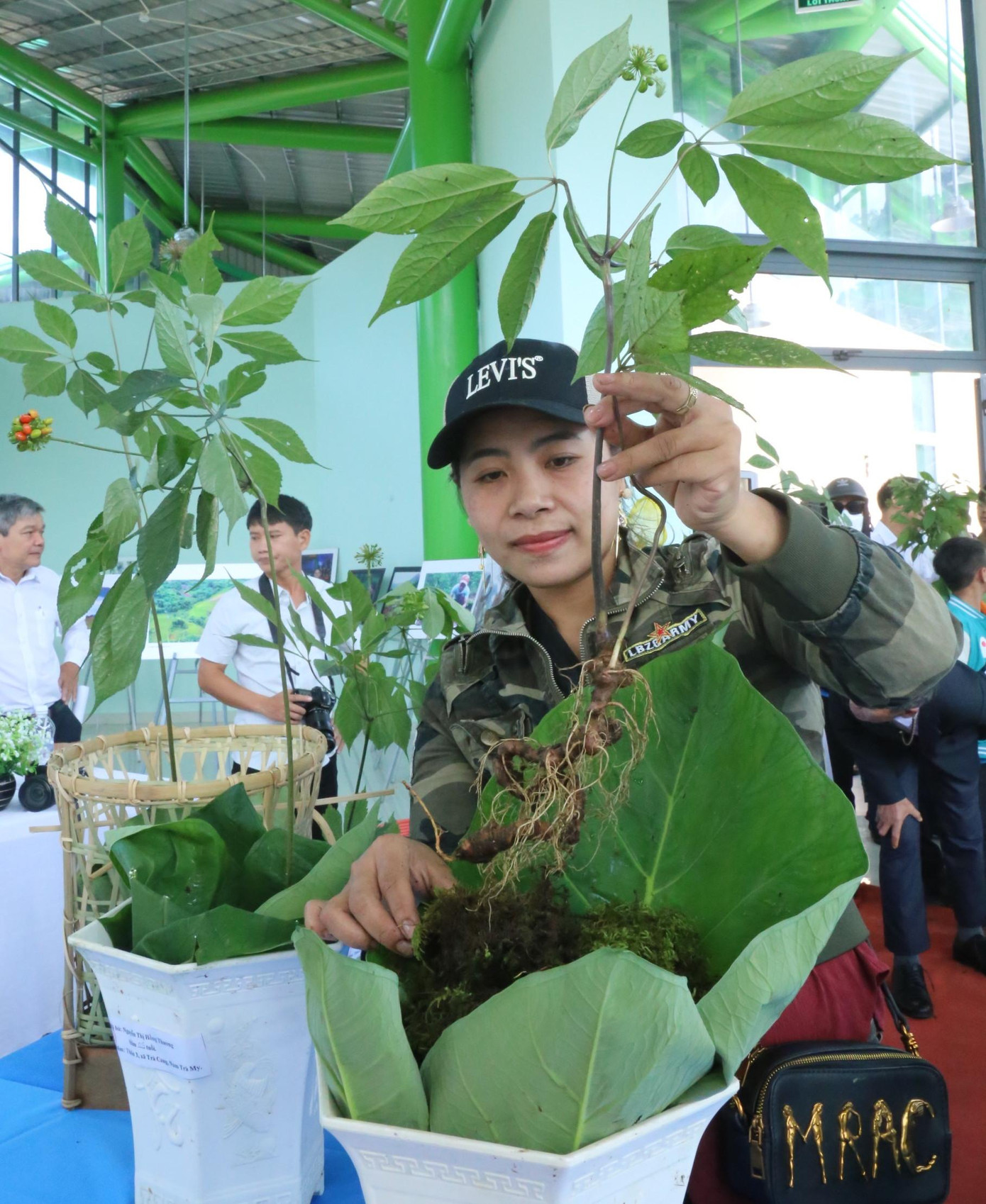 Những cây sâm đẹp nhất người dân chọn dự thi. Những cây sâm đẹp nhất người dân chọn dự thi.