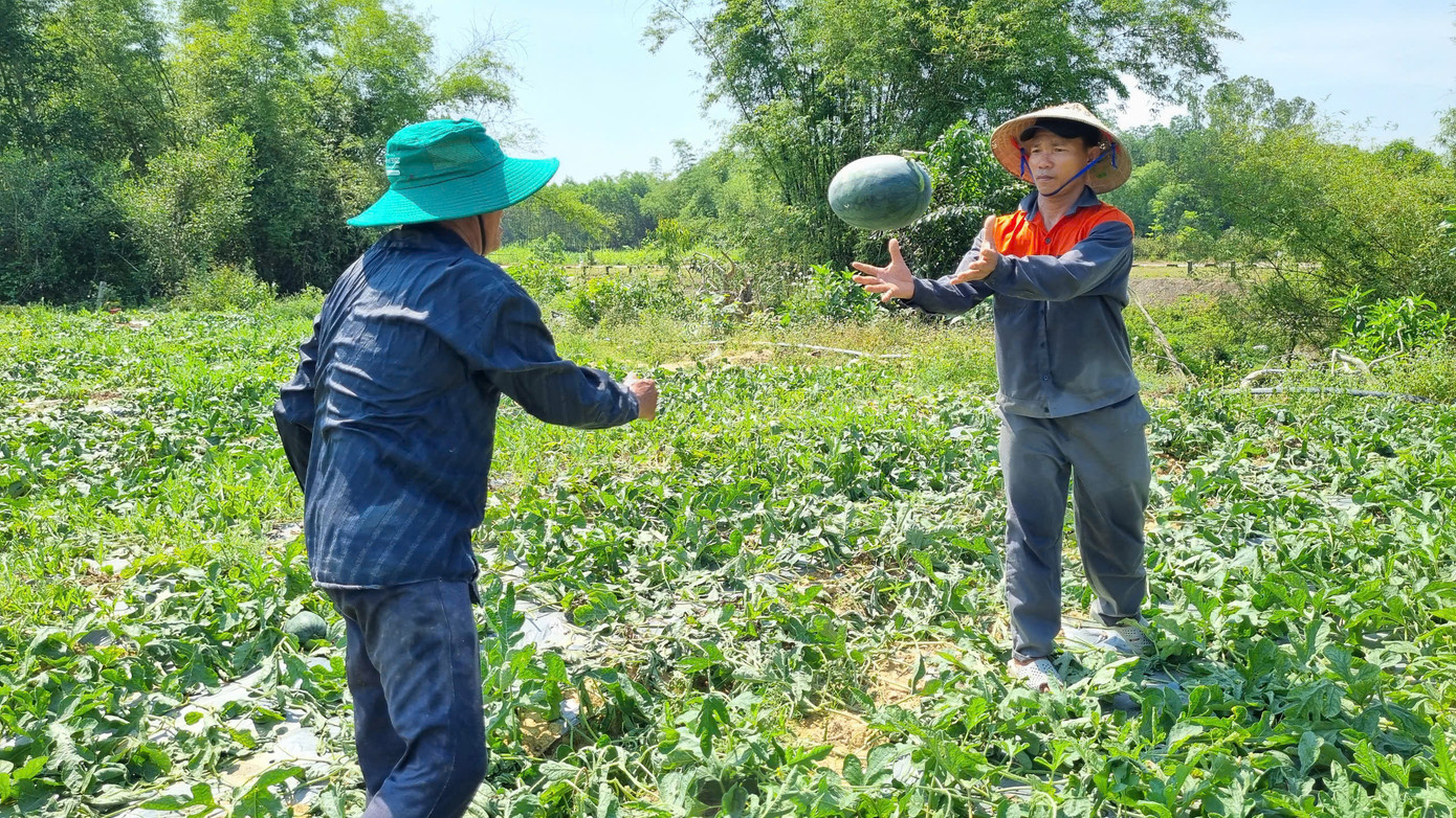 Nông dân đội nắng thu hoạch dưa hấu. Nông dân đội nắng thu hoạch dưa hấu.