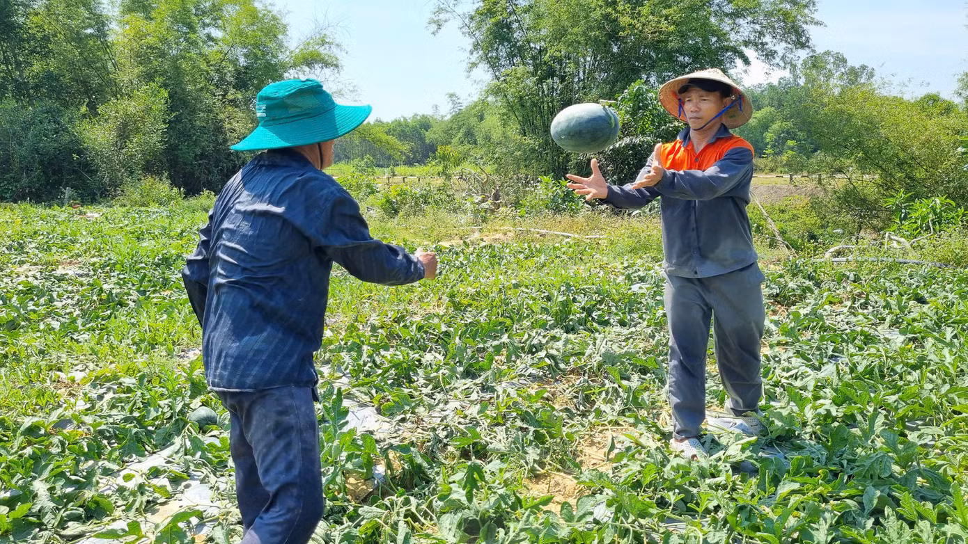 Nông dân đội nắng thu hoạch dưa hấu.
