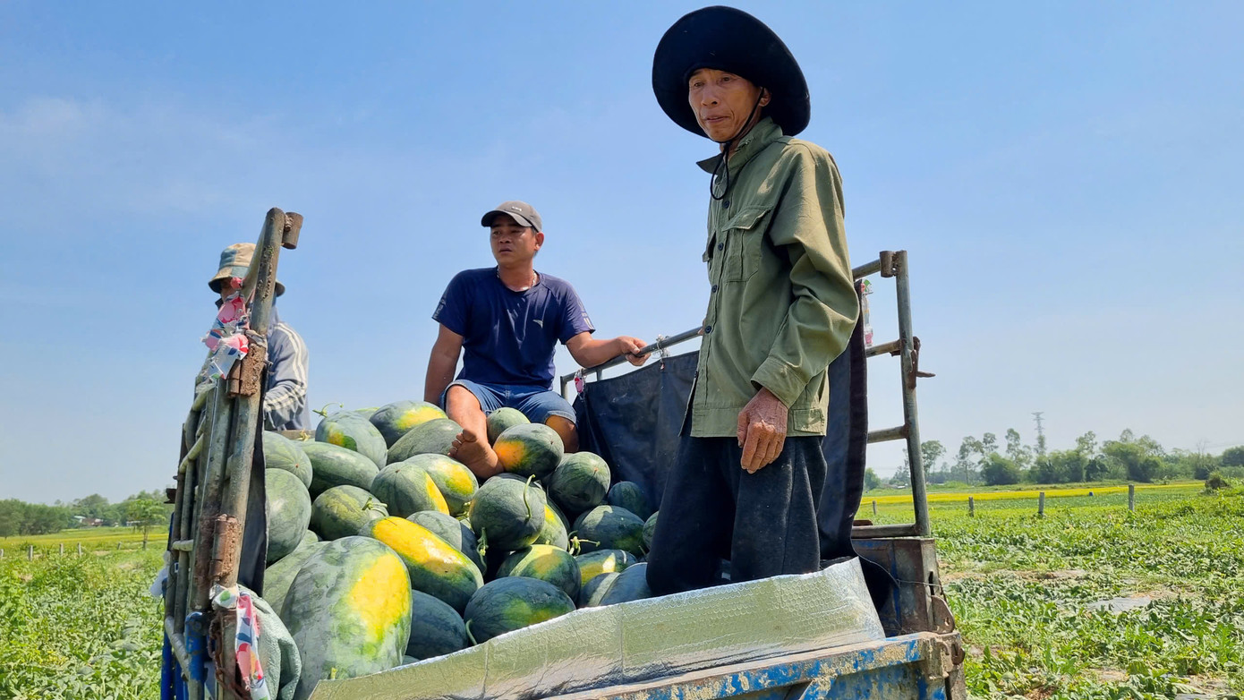 Nông dân đội nắng cả trưa để thu hoạch dưa hấu. Nông dân đội nắng cả trưa để thu hoạch dưa hấu.