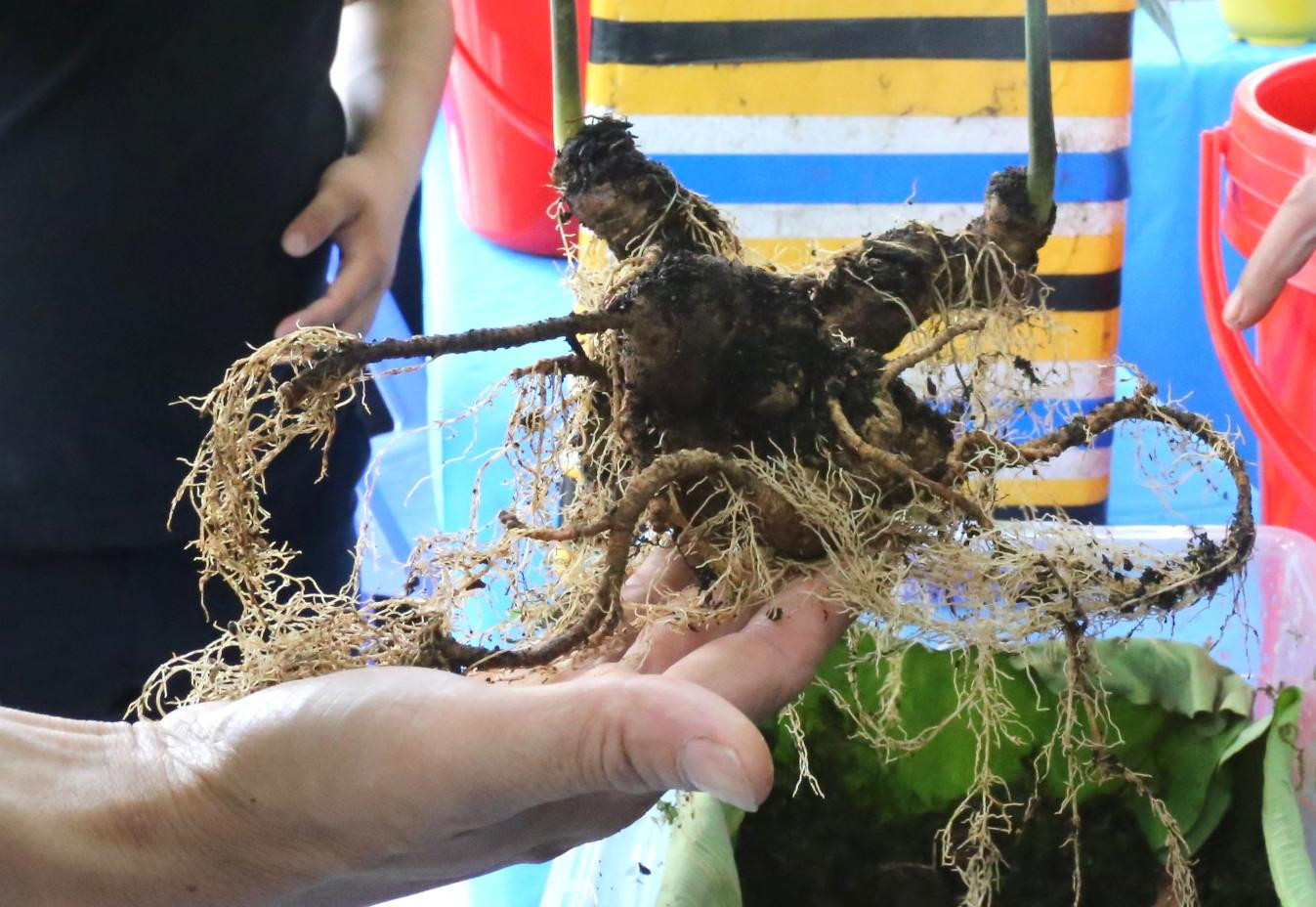 Những củ sâm dự thi phải có màu vàng đậm hoặc xanh rêu. Những củ sâm dự thi phải có màu vàng đậm hoặc xanh rêu.