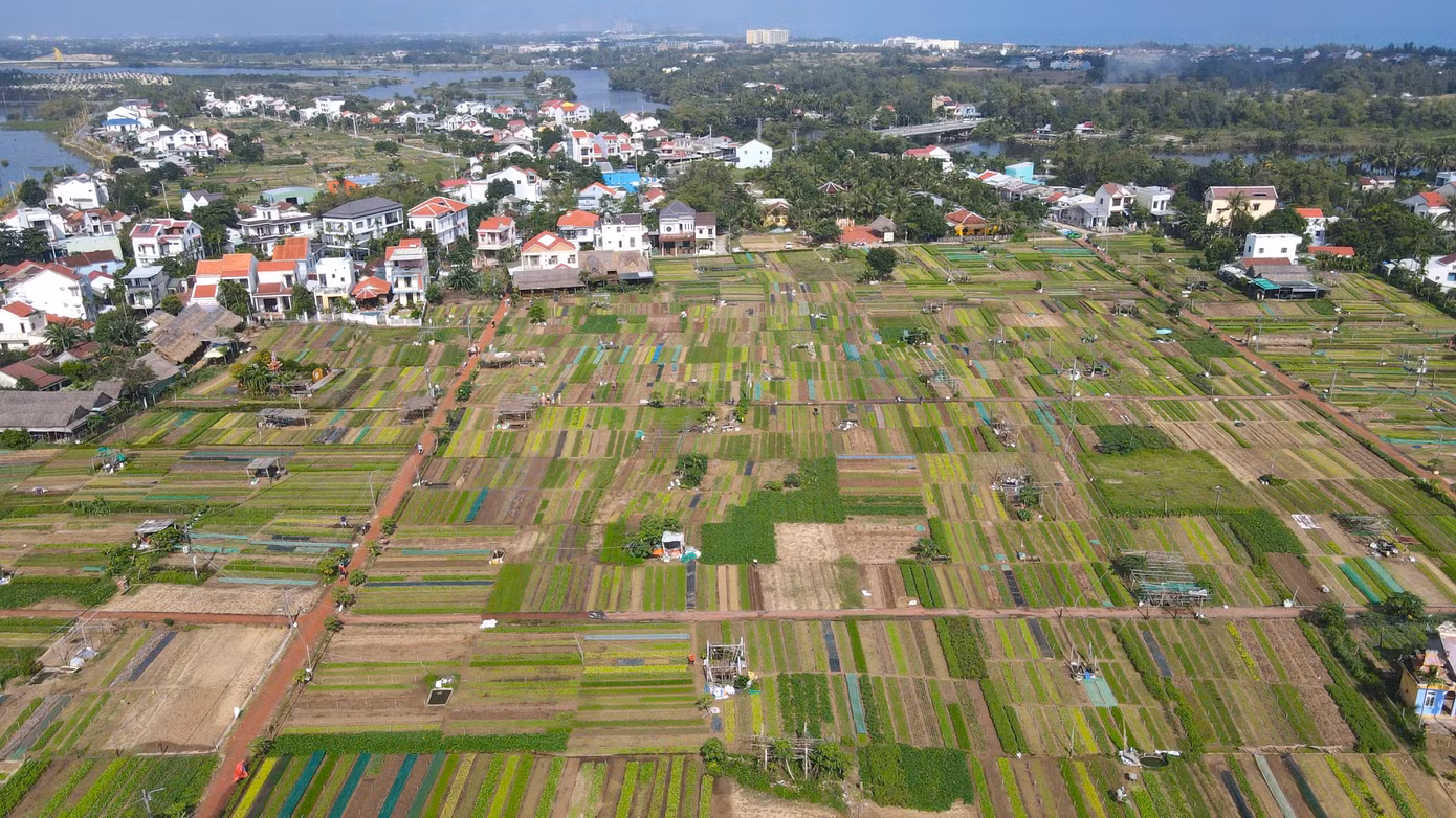 Làng rau Trà Quế cách phố cổ Hội An 3km về hướng đông bắc, được hình thành từ thế kỷ XVI.