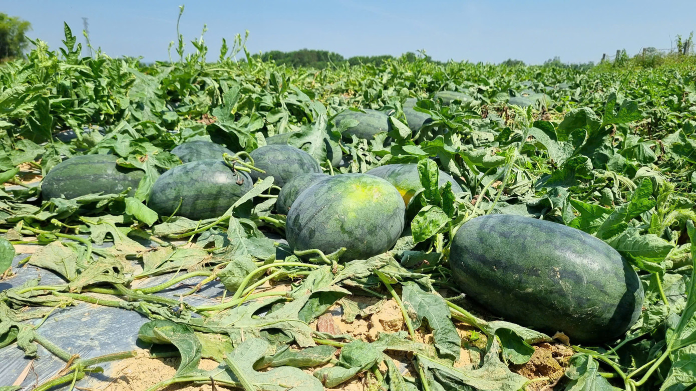 Nông dân đội nắng cả trưa để thu hoạch dưa hấu. Nông dân đội nắng cả trưa để thu hoạch dưa hấu.