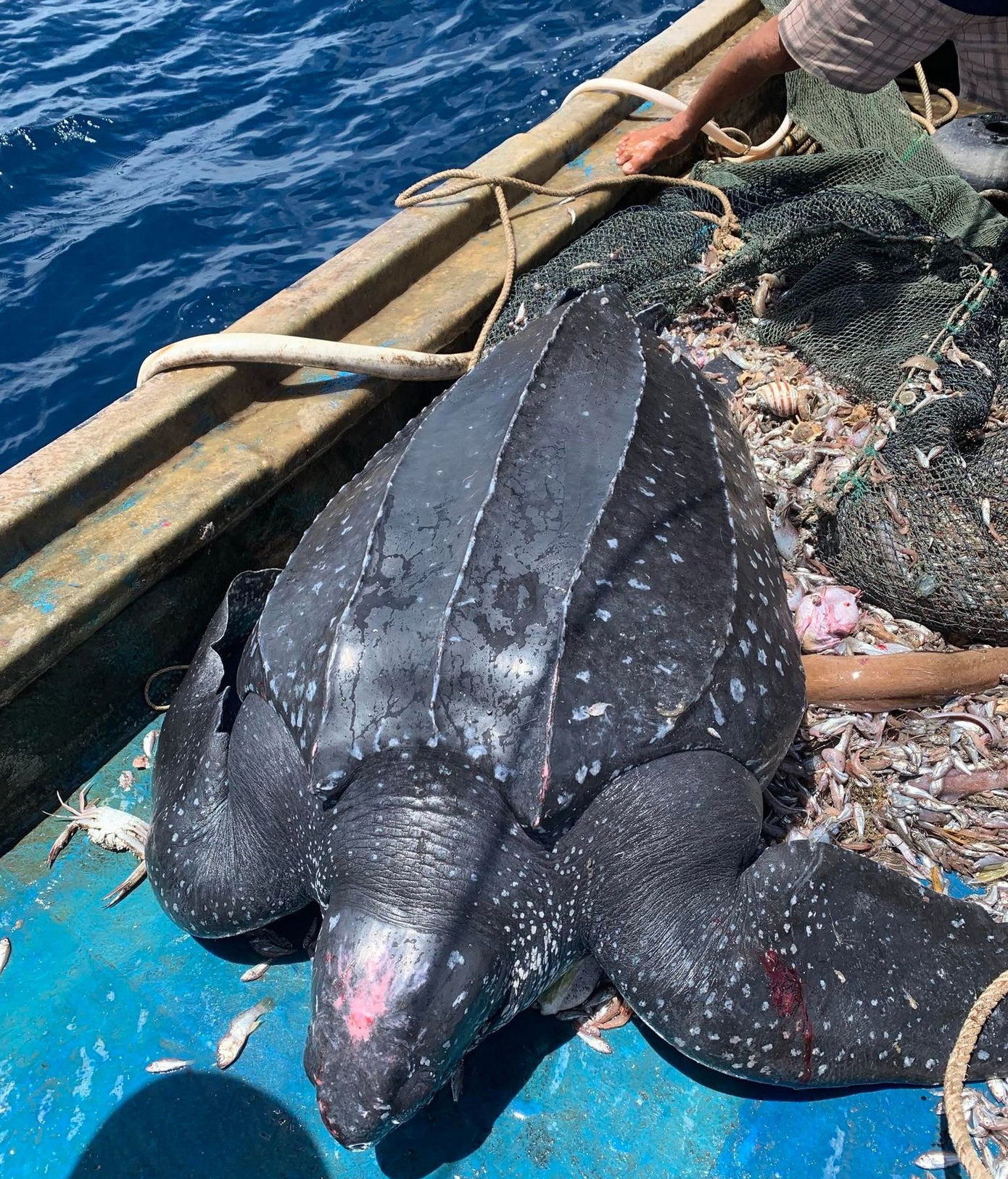 Cá thể rùa được thả về biển. Ảnh V. Rôn