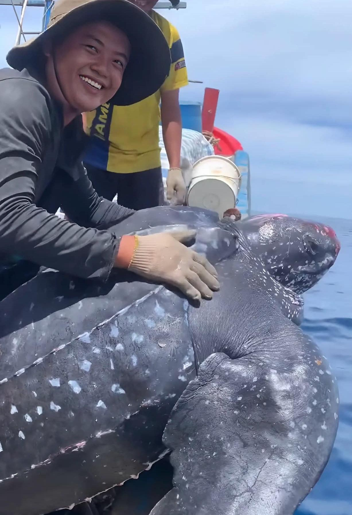 Cá thể rùa được thả về biển. Ảnh V. Rôn