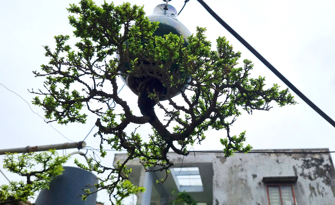 Theo ông, trồng ngược có ưu điểm không bị úng nước, cây treo lên thoát nước ra ngoài rất nhanh. Để trồng cây ngược cho thế đẹp quan trọng là do con người chọn lọc. Đam mê khiến ông luôn lặn lội nhiều nơi để tìm phôi vừa ý. Ngoài ra phải có “mắt xanh”, với những cây bonsai thường thì không đẹp nhưng khi bonsai ngược thì rất đẹp. Quá trình trồng đơn giản, mỗi ngày chỉ tưới nước một lần.