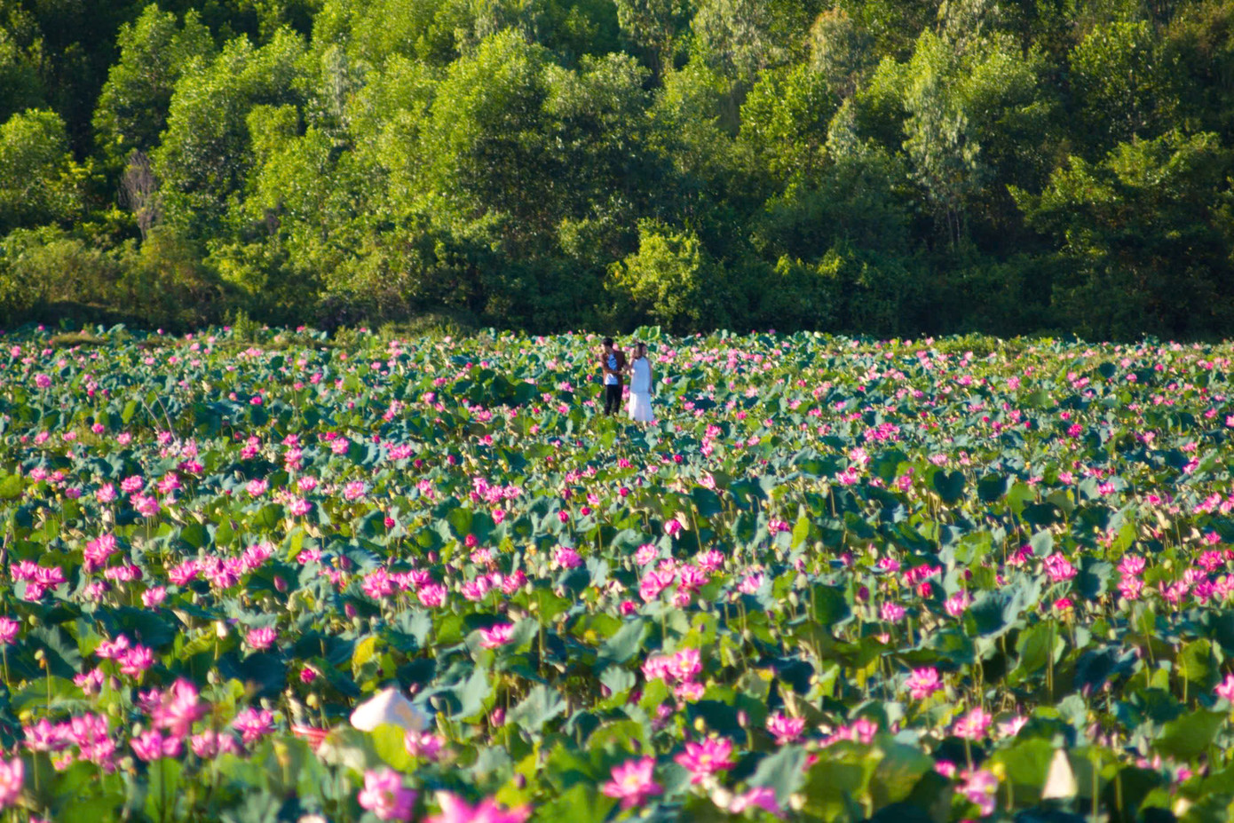 Đầm sen Trà Lý thuộc xã Duy Sơn, huyện Duy Xuyên tỉnh Quảng Nam cách Đà Nẵng khoảng 60km. Điểm đến này cách thành phố Hội An khoảng 25km, trên tuyến ĐT610 đi Khu đền tháp Mỹ Sơn, khá thuận tiện cho chuyến hành trình du khách tham quan.