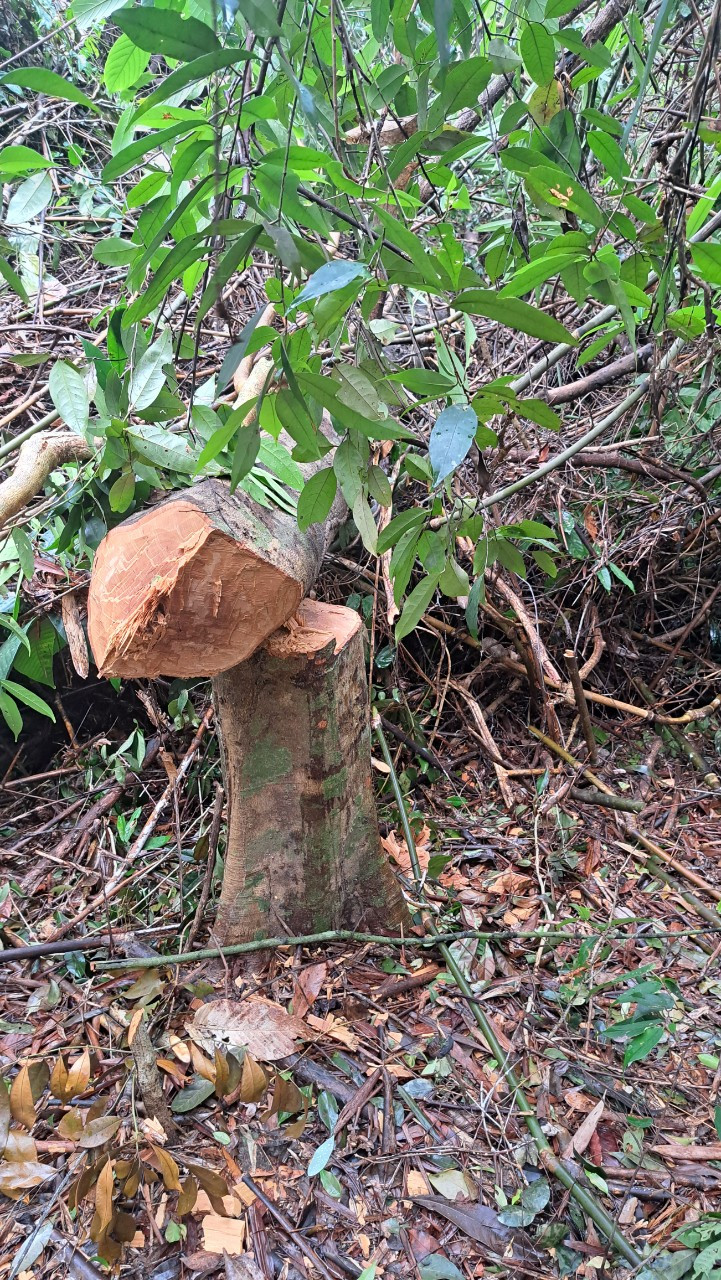 Lãnh đạo tỉnh Quảng Nam yêu cầu điều tra, xử lý trách nhiệm tổ chức, cá nhân liên quan vụ phá rừng làm đường dây tải thủy điện Tr'Hy.