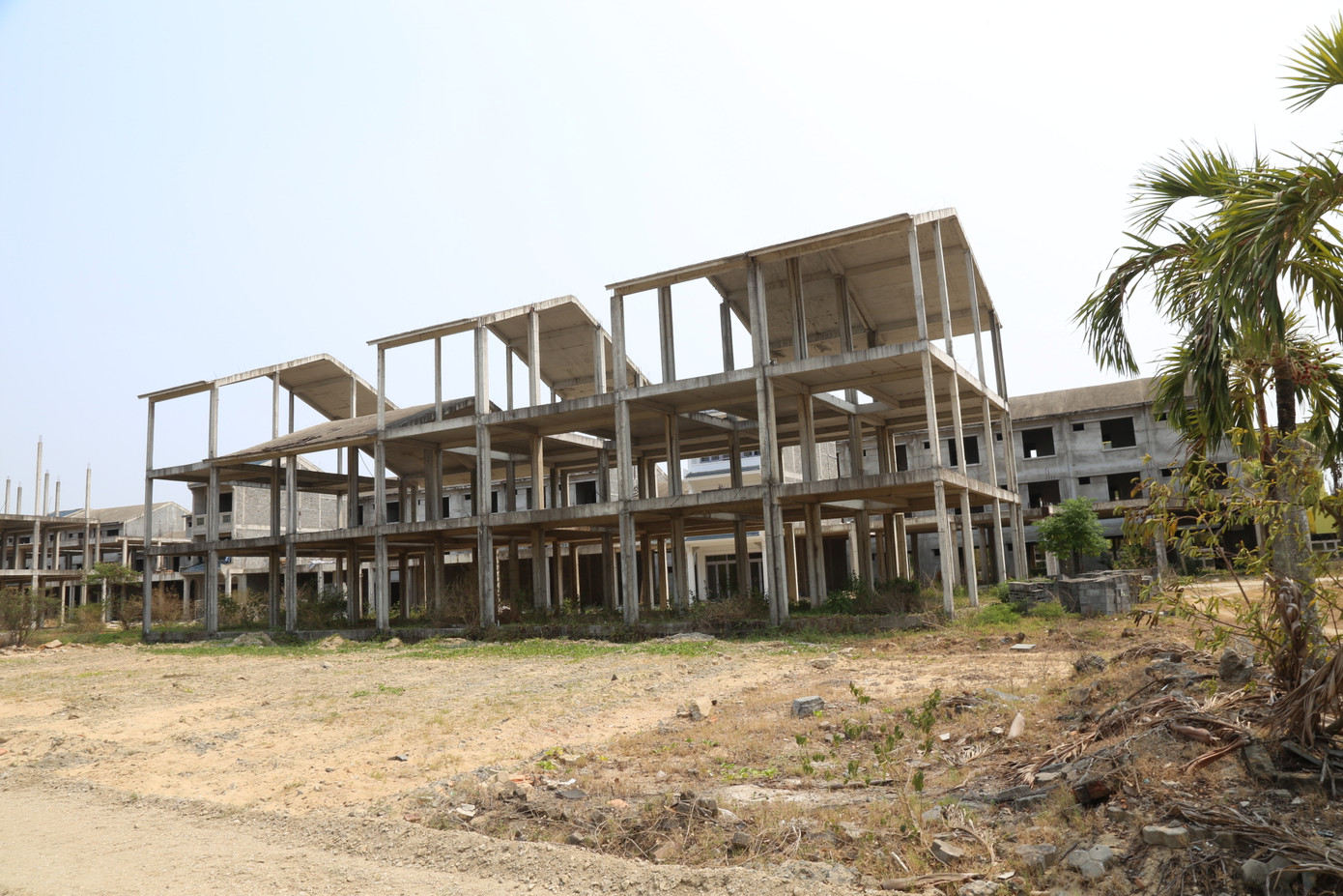 Khu đô thị kiểu mẫu thành nơi chăn thả bò.