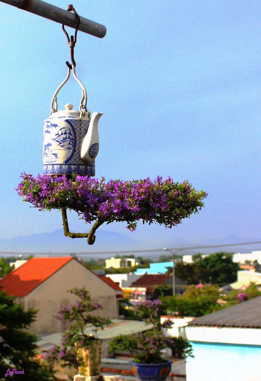 Các loại cây cảnh đa dạng như mai chiếu thủy, linh sam trắng, tím, hồng ngọc, kim quyết, lộc vừng, hoa giấy… Điều đặc biệt là những gốc bonsai này được chúc ngược xuống nhưng được tạo tác độc đáo từ bàn tay nghệ nhân tài hoa. Chậu cho bonsai ngược có thể là lu, lộc bình, chai rượu… phù hợp với từng dáng, thế cây.