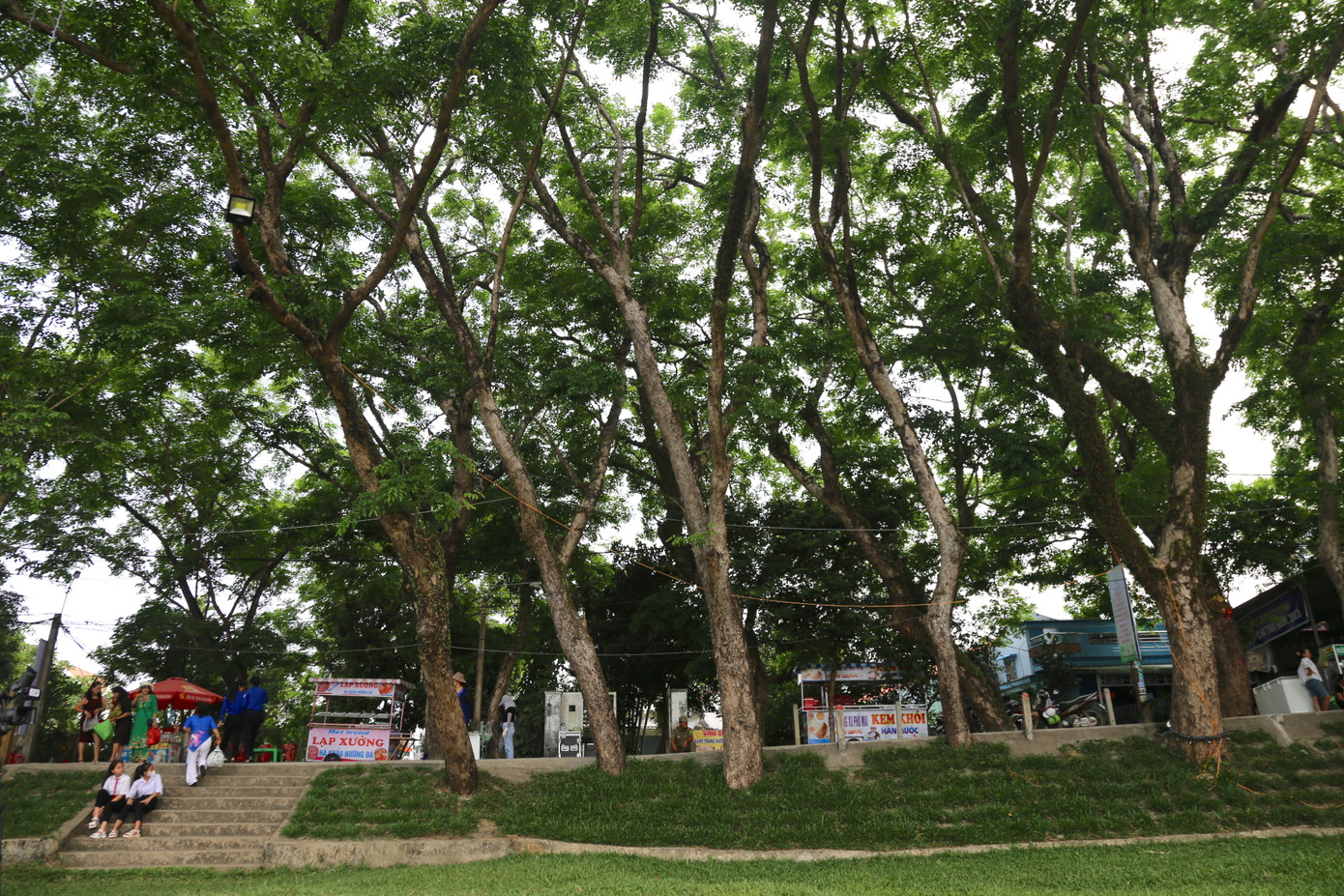 Tháng 4 về, hoa sưa vàng rực tô thắm cả vùng đất Hương Trà, hương hoa theo gió thoảng thơm xa cả vùng, nên người dân ở đây còn gọi là cây cửu lý hương. Tháng 4 về, hoa sưa vàng rực tô thắm cả vùng đất Hương Trà, hương hoa theo gió thoảng thơm xa cả vùng, nên người dân ở đây còn gọi là cây cửu lý hương.