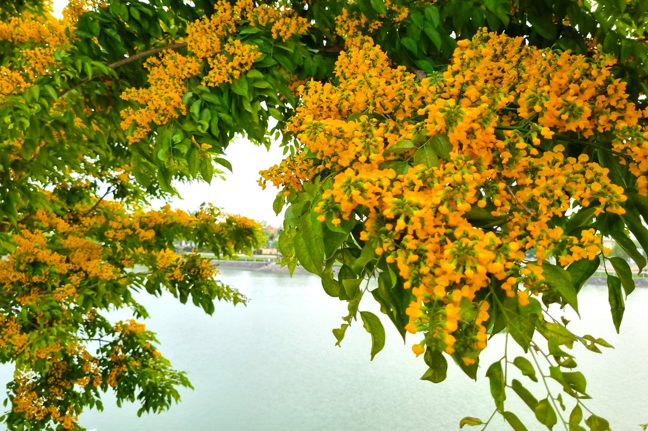 Loài hoa mỏng manh chỉ rực vàng ít ngày nhưng lại gây thương nhớ với những người con xứ Quảng. Loài hoa mỏng manh chỉ rực vàng ít ngày nhưng lại gây thương nhớ với những người con xứ Quảng.