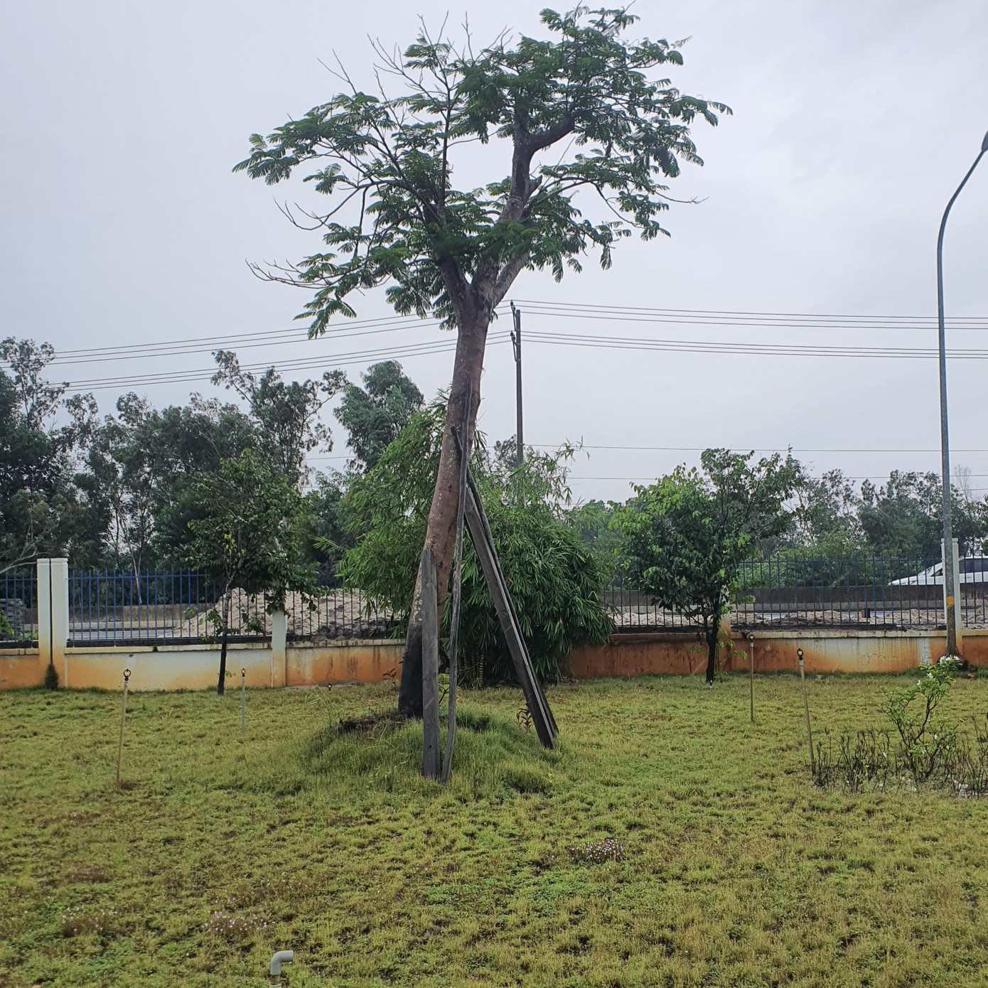 Cây xanh được cắt tỉa.