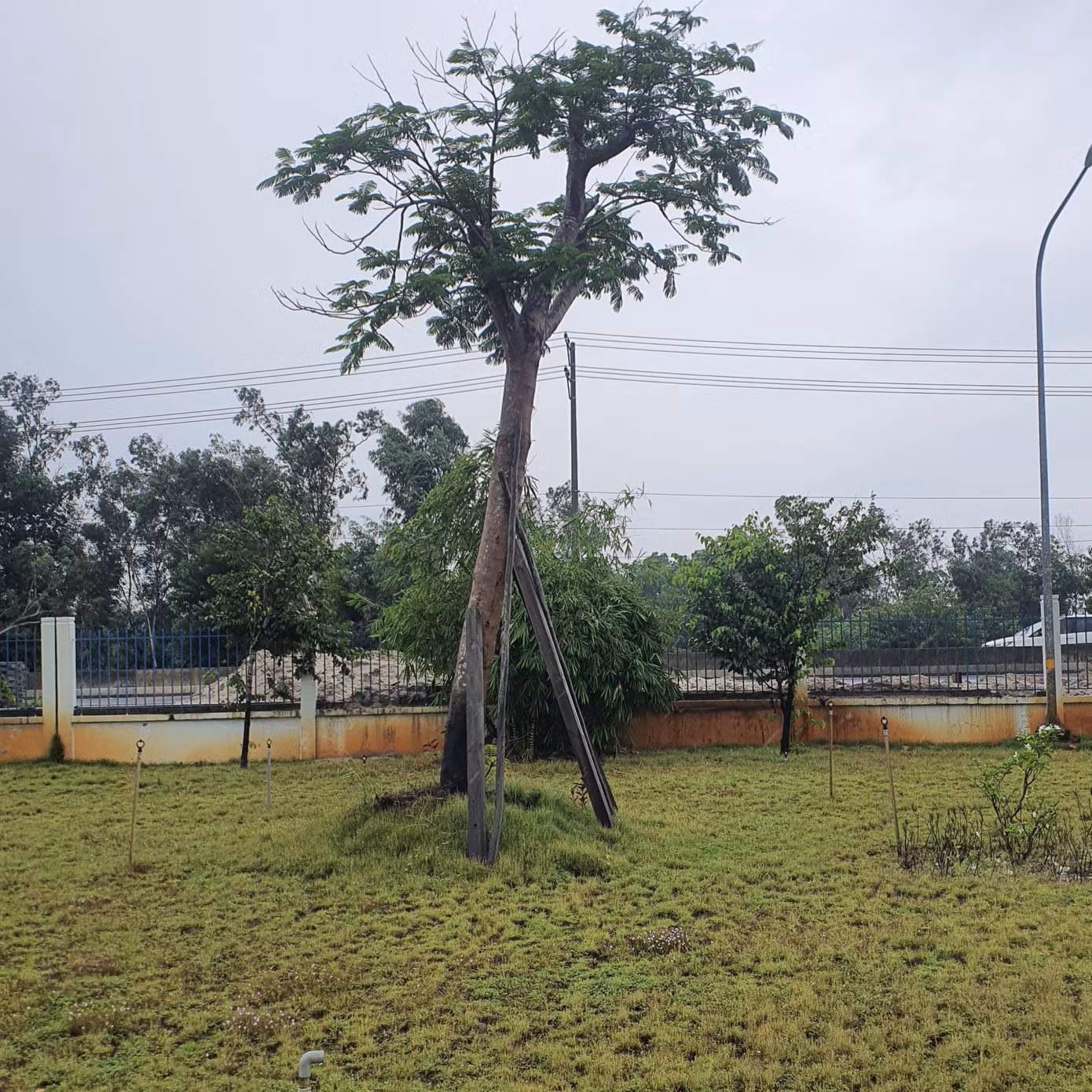 Cây xanh được cắt tỉa. Cây xanh được cắt tỉa.