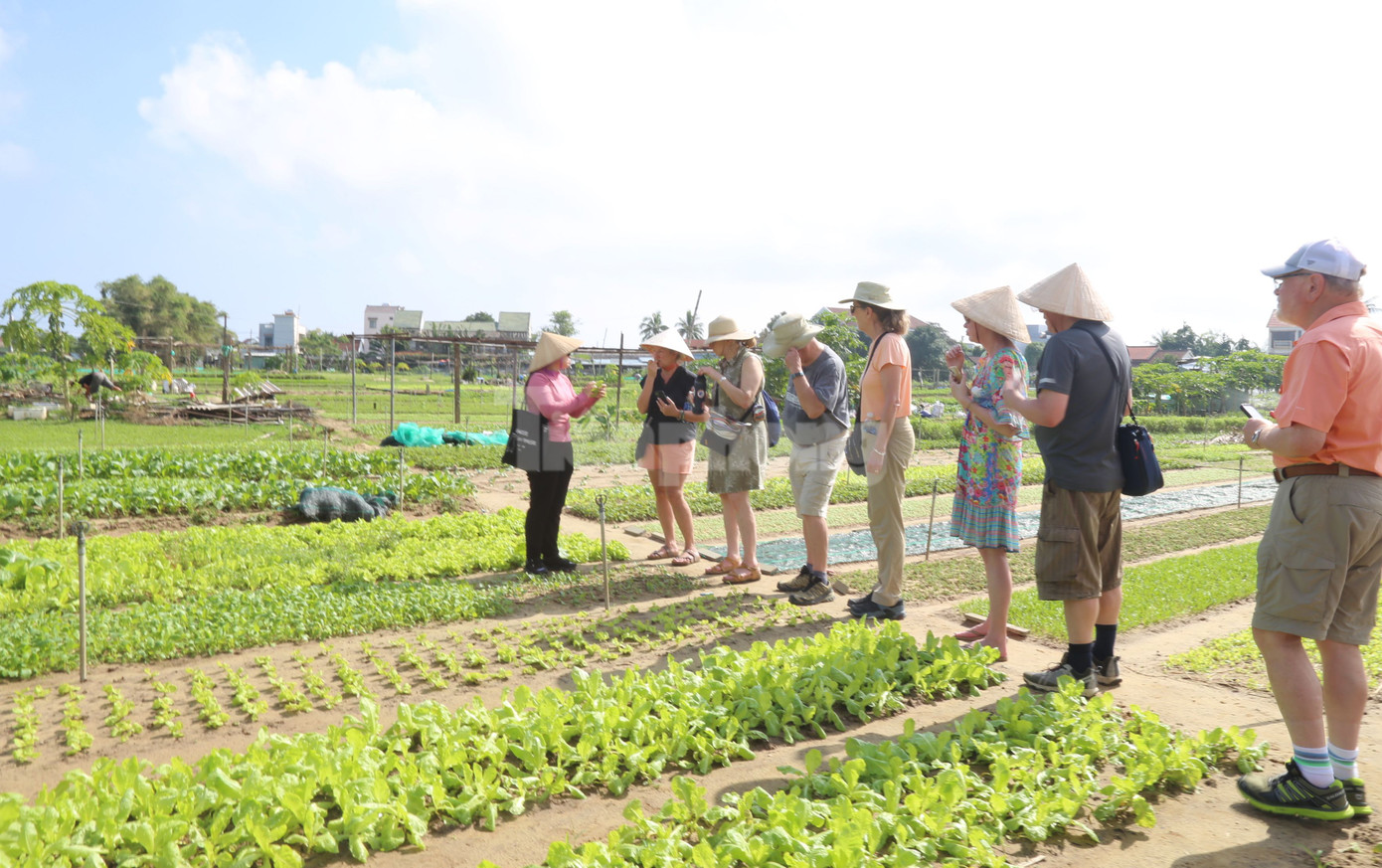 Làng rau Trà Quế là điểm đến yêu thích của du khách, nhất là khách quốc tế.