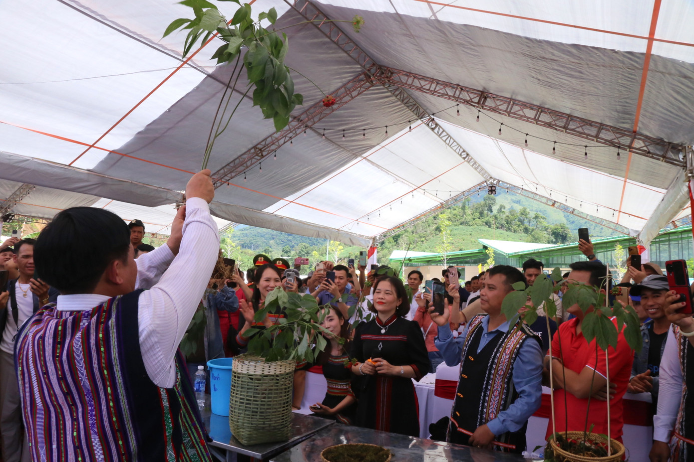 Những cây sâm Ngọc Linh đẹp, từ 5 - 15 năm tuổi được người dân, doanh nghiệp đấu giá.