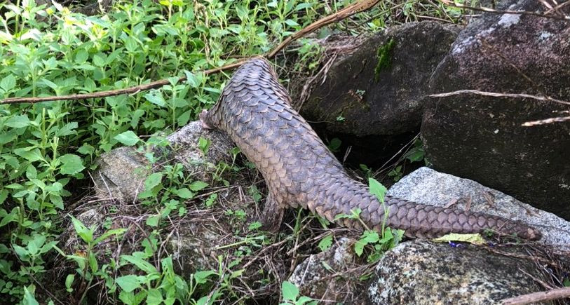 Cá thể tê tê quý hiếm được thả về rừng. (Ảnh CTV)