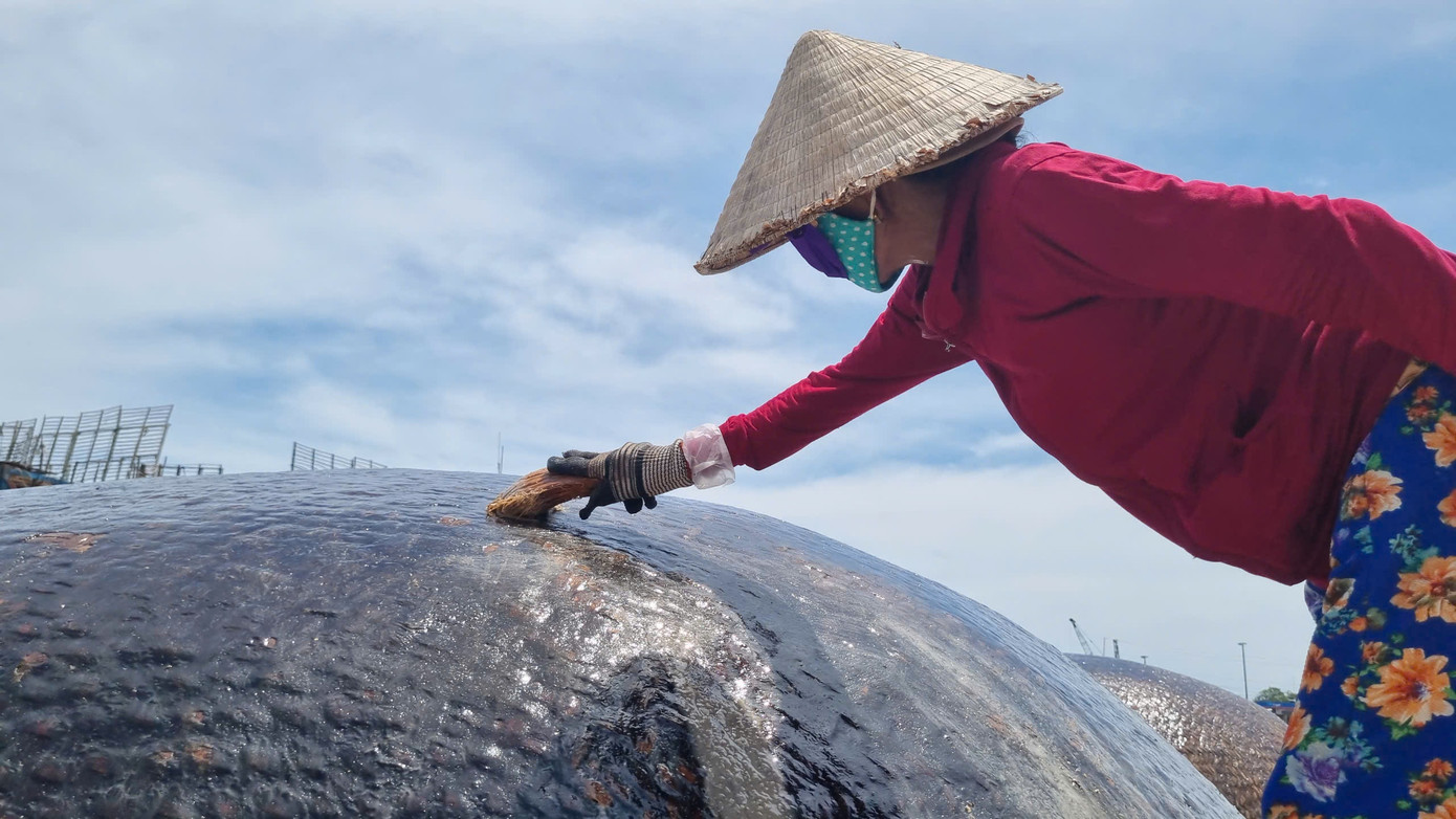 Người dân đội nắng giữa trưa để quét dầu lên những chiếc thúng chai. Ảnh: Hoài Văn Người dân đội nắng giữa trưa để quét dầu lên những chiếc thúng chai. Ảnh: Hoài Văn