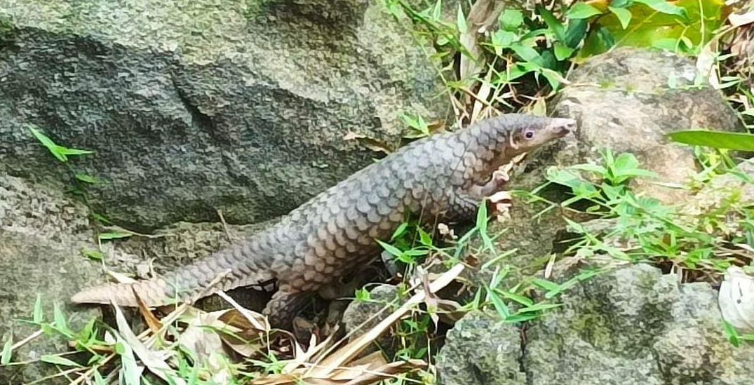 Cá thể tê tê quý hiếm được thả về rừng. Cá thể tê tê quý hiếm được thả về rừng.