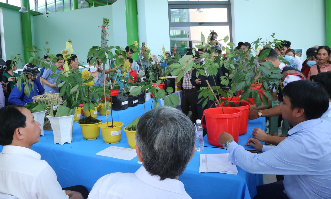 BTC chấm, tìm ra cây sâm đẹp nhất. BTC chấm, tìm ra cây sâm đẹp nhất.