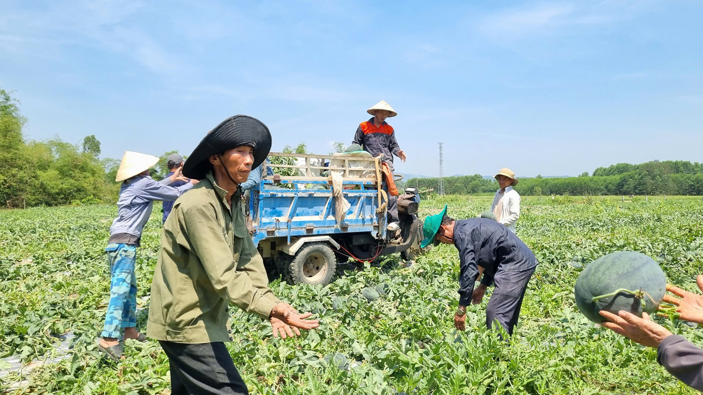 Giữa trưa nắng rát, những nông dân vẫn lụi hụi ngoài ruộng thu hoạch dưa hấu. Vụ dưa năm nay khiến nông dân kém vui vì năng suất không đạt mà giá thì quá thấp. Ảnh: Hoài Văn. Giữa trưa nắng rát, những nông dân vẫn lụi hụi ngoài ruộng thu hoạch dưa hấu. Vụ dưa năm nay khiến nông dân kém vui vì năng suất không đạt mà giá thì quá thấp. Ảnh: Hoài Văn.