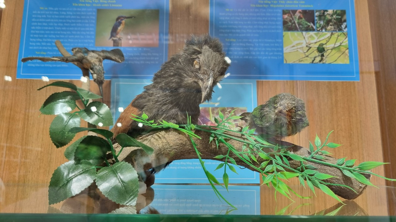 Bảo tàng hiện đã sưu tập, lưu giữ hơn 3.700 bức ảnh; hơn 1.200 mẫu vật, tiêu bản động, thực vật