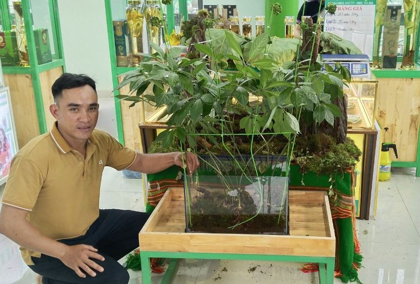 Anh Đinh Hồng Thắng và cây sâm Ngọc Linh "khủng" được rao bán giá 868 triệu đồng tại phiên chợ sâm Ngọc Linh.