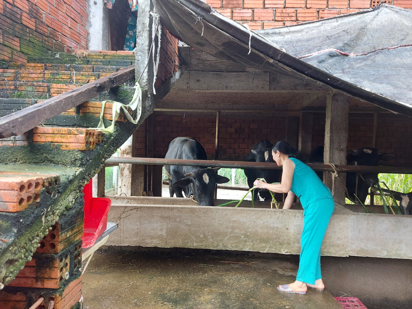 Người dân thôn Lệ Bắc, xã Duy Châu, huyện Duy Xuyên (Quảng Nam) tích trữ lương thực, đưa gia súc lên cao phòng mưa lớn gây ngập lụt, cô lập.