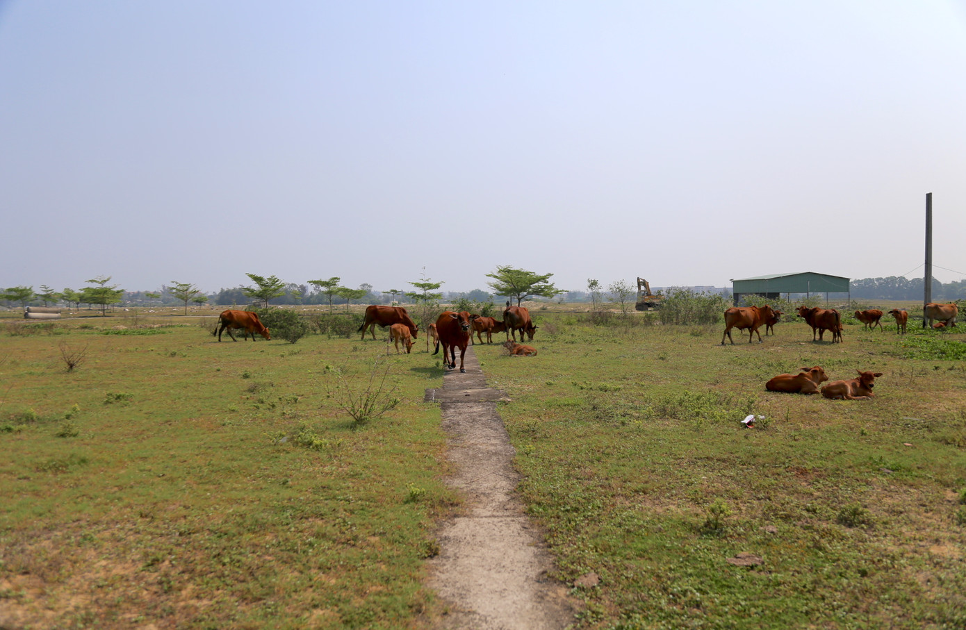 Người dân chăn thả bò trong khu dự án.