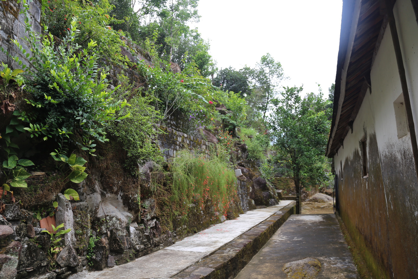 Ngôi nhà không chỉ đẹp, kiến trúc sắc sảo mà ngự ở thế đắc địa về phong thủy. Trước nhà có dãy núi Hòn Ngang làm bình phong, sau lưng có Gò Tròn làm hậu chẩm. Gần hơn nữa, Vũng Trâu Lội là chỗ thủy tụ từ hai con suối nhỏ không tên. (Trong ảnh: Phía sau ngôi nhà và lối dẫn vào là những bậc thềm đá rêu).phong dấu thời gian.