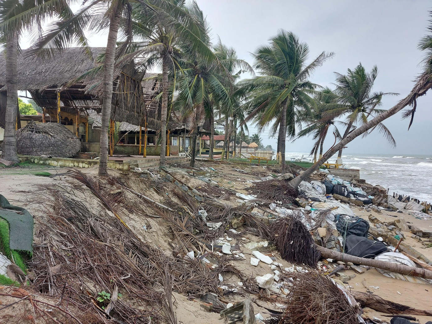 Nhiều cây dừa bật gốc chỏng chơ, la liệt.