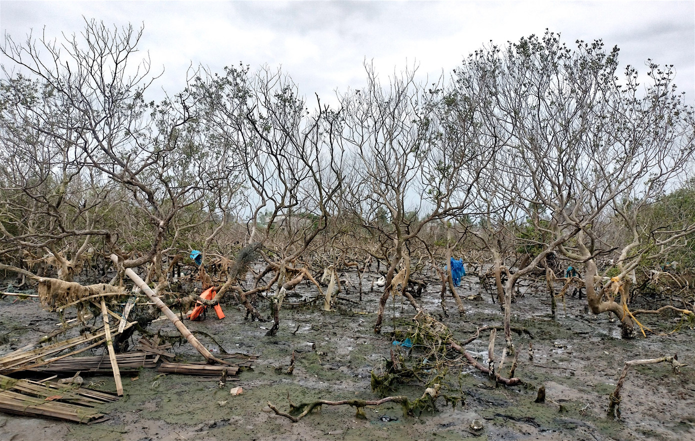 Rác bám vào gốc cây chết Rác bám vào gốc cây chết