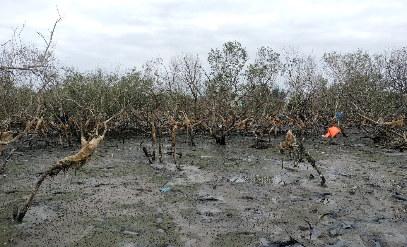 Theo ghi nhận, diện tích lớn rừng ngập mặn kéo dài từ thôn Đông Xuân đến thôn Đông Bình đang bị chết. Những gốc đước, bần, mắm… tuổi đời hàng chục đến cả trăm năm nay nằm phơi mình trên bùn lầy. Theo ghi nhận, diện tích lớn rừng ngập mặn kéo dài từ thôn Đông Xuân đến thôn Đông Bình đang bị chết. Những gốc đước, bần, mắm… tuổi đời hàng chục đến cả trăm năm nay nằm phơi mình trên bùn lầy.