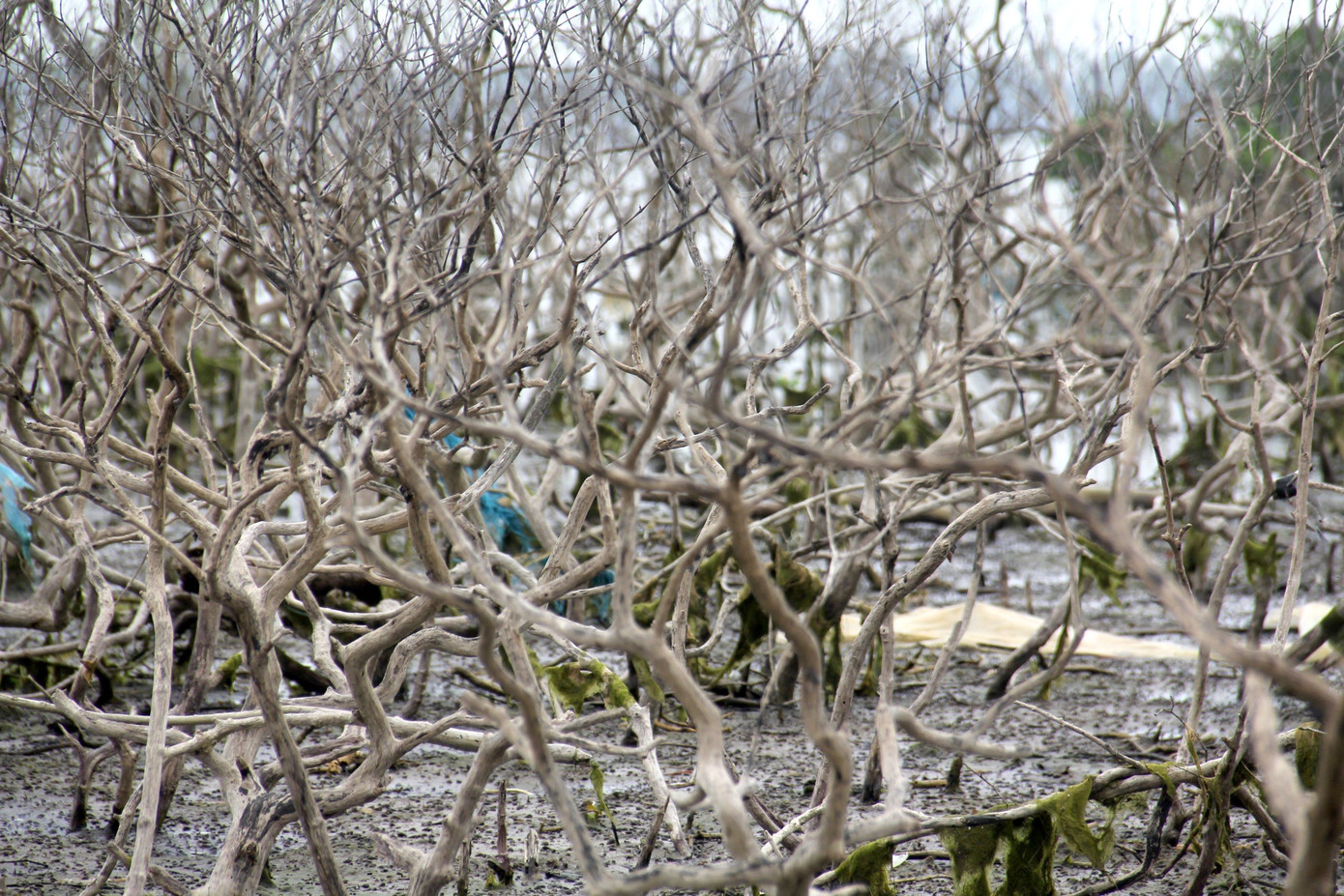 Theo ghi nhận, diện tích lớn rừng ngập mặn kéo dài từ thôn Đông Xuân đến thôn Đông Bình đang bị chết. Những gốc đước, bần, mắm… tuổi đời hàng chục đến cả trăm năm nay nằm phơi mình trên bùn lầy. Theo ghi nhận, diện tích lớn rừng ngập mặn kéo dài từ thôn Đông Xuân đến thôn Đông Bình đang bị chết. Những gốc đước, bần, mắm… tuổi đời hàng chục đến cả trăm năm nay nằm phơi mình trên bùn lầy.