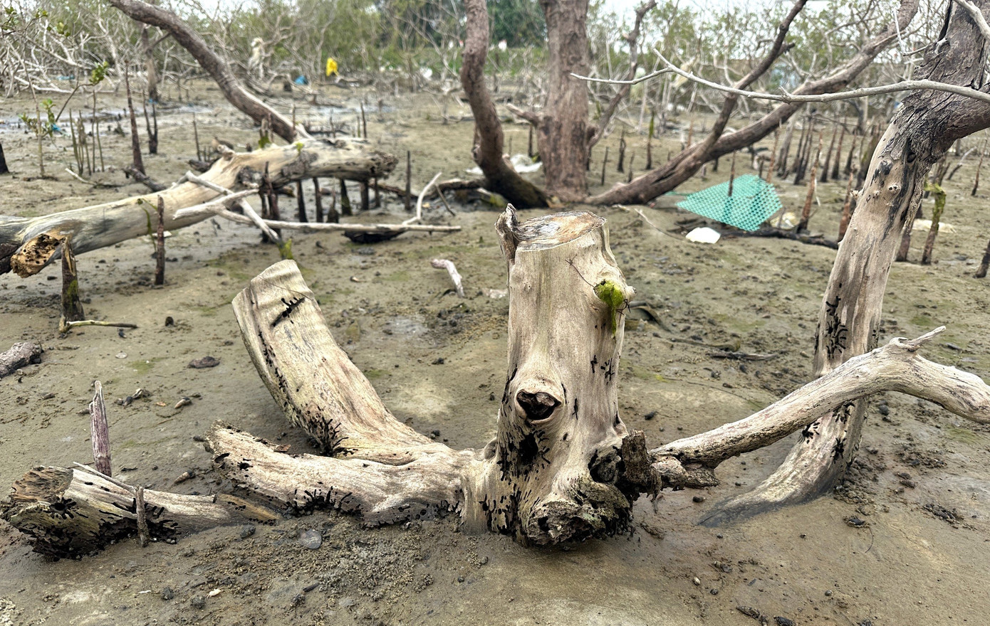 Theo ghi nhận, diện tích lớn rừng ngập mặn kéo dài từ thôn Đông Xuân đến thôn Đông Bình đang bị chết. Những gốc đước, bần, mắm… tuổi đời hàng chục đến cả trăm năm nay nằm phơi mình trên bùn lầy. Theo ghi nhận, diện tích lớn rừng ngập mặn kéo dài từ thôn Đông Xuân đến thôn Đông Bình đang bị chết. Những gốc đước, bần, mắm… tuổi đời hàng chục đến cả trăm năm nay nằm phơi mình trên bùn lầy.