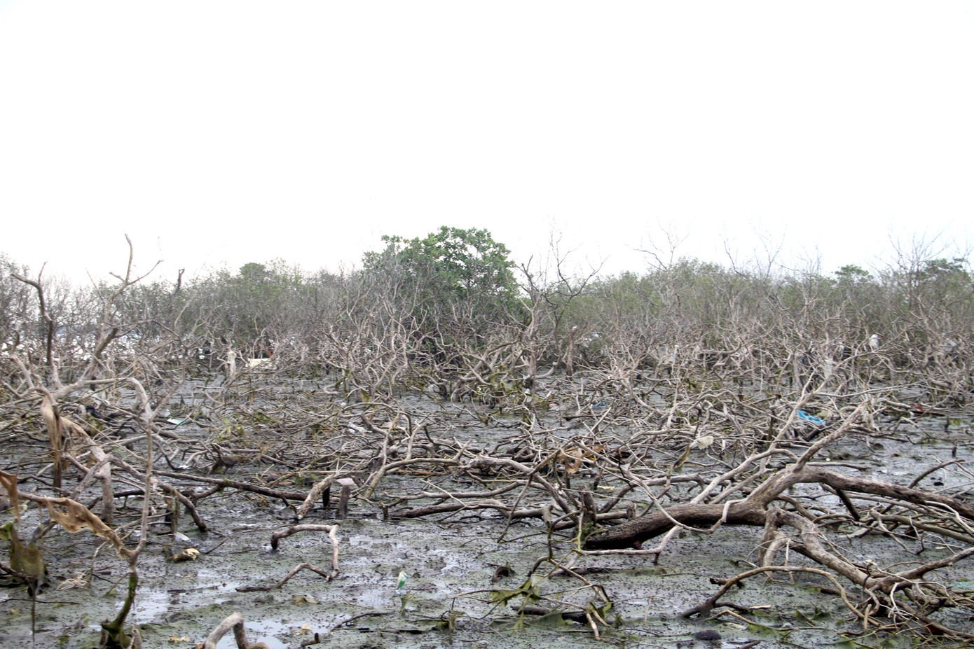 Khu rừng hình thành lâu đời, có chức năng chắn gió, chắn sóng, chỗ ghe đậu tàu thuyền vừa tạo sinh kế cho người dân địa phương. Tuy nhiên hiện nay diện tích lớn rừng ngập mặn bị chết không rõ nguyên nhân khiến chính quyền và người dân lo lắng. Khu rừng hình thành lâu đời, có chức năng chắn gió, chắn sóng, chỗ ghe đậu tàu thuyền vừa tạo sinh kế cho người dân địa phương. Tuy nhiên hiện nay diện tích lớn rừng ngập mặn bị chết không rõ nguyên nhân khiến chính quyền và người dân lo lắng.