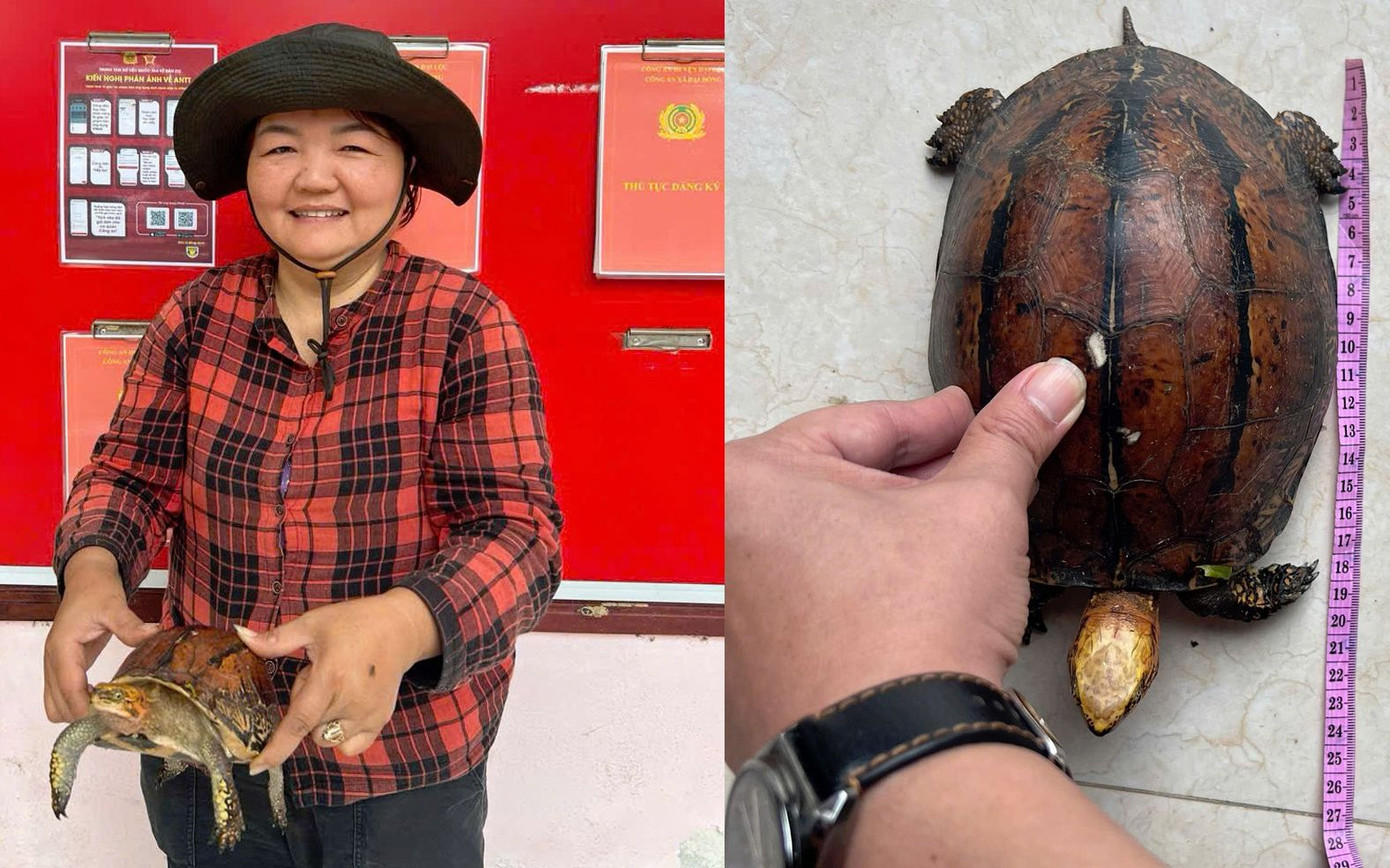 Bà Lê Thị Hồng đến công an xã giao nộp chú rùa quý hiếm nhặt được ngoài đồng. Ảnh CA Bà Lê Thị Hồng đến công an xã giao nộp chú rùa quý hiếm nhặt được ngoài đồng. Ảnh CA